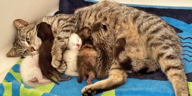 A mother cat nursing her babies.